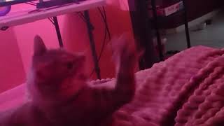 Ping's Two-Paw Attack Method
