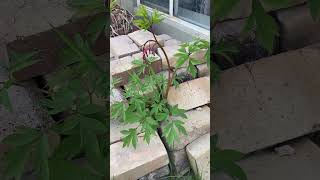 Bleeding Heart Blooms spring shadelovingplants  bleedingheart perennial digging dog