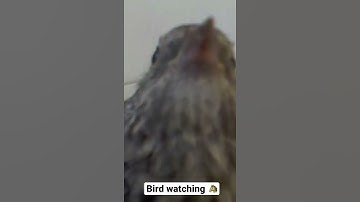Bird watching with Blink camera 😂