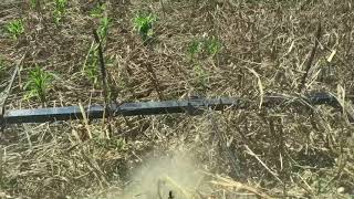 Ultimate blown down corn with Drago corn header