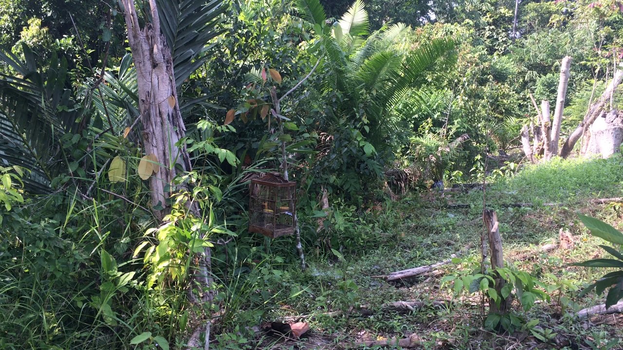mikat burung kutilang emas,., mantaap ! 