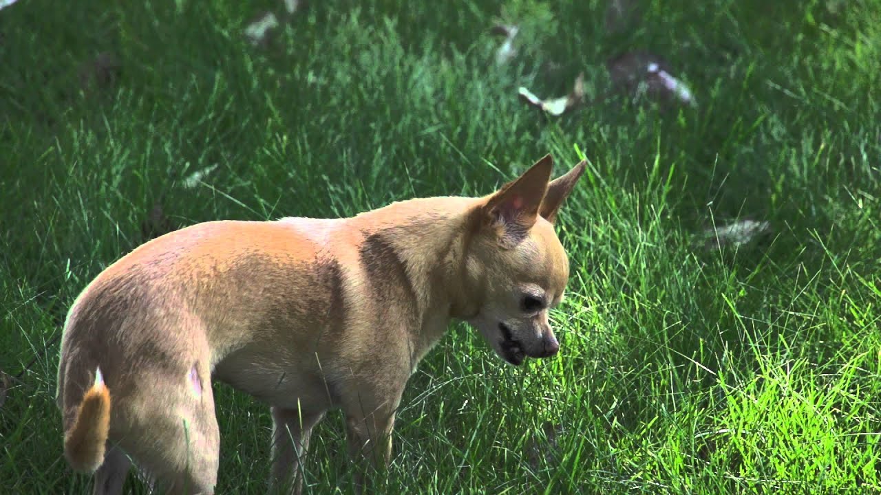 Pressmatik Upset Stomach Is It Ok If My Puppy Eats Grass Chihuahua