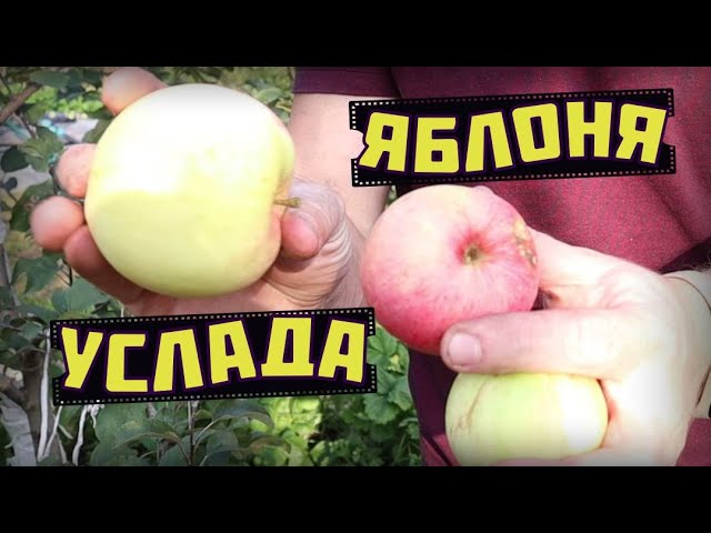 Идеальный сорт яблони - Услада )