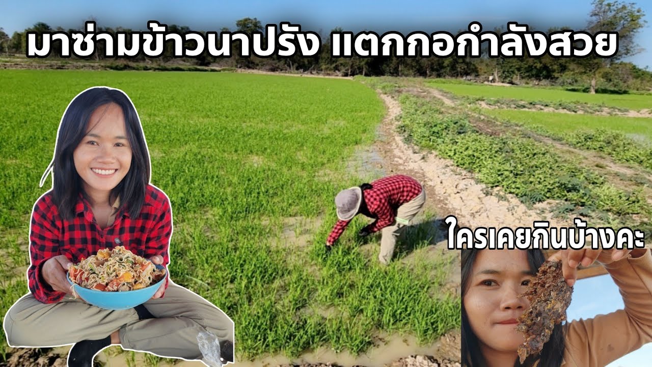 Вышли с семьей собирать рис. Рисовые растения прекрасно проросли.