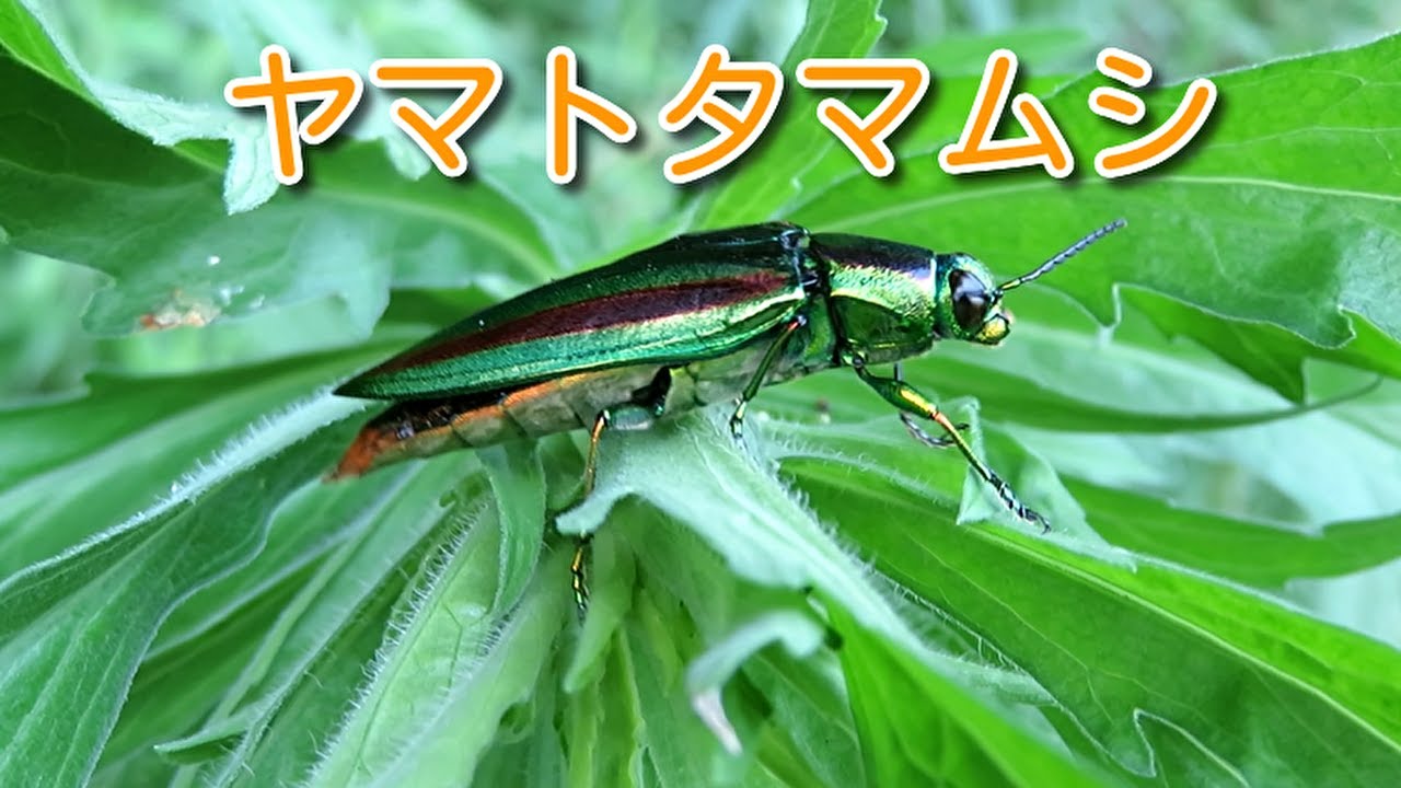 昆虫観察】ヤマトタマムシとの出会い - YouTube
