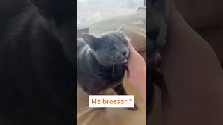 Moment bien-être : Brossage doux d'un Bleu Russe accro aux caresses