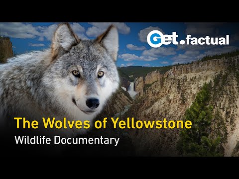 Yellowstone The Wolves Are Back Wildlife Documentary 