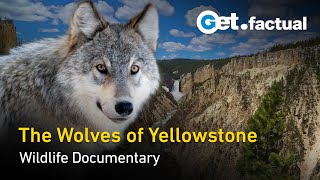 Yellowstone  The Wolves are Back | Wildlife Documentary