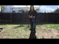 Video 3: How to Train a Lab Puppy to Stay Video 3: How to Train a Lab Puppy to Stay