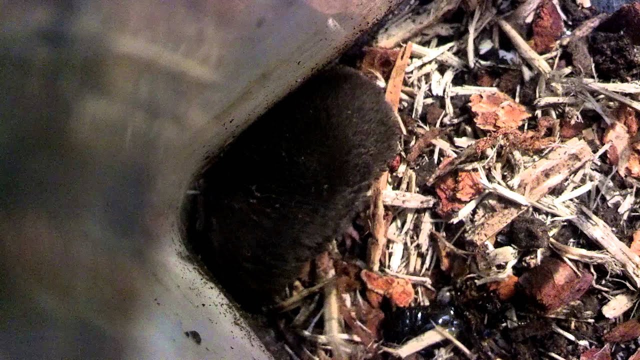 beetlejuice Shrew destroys beetle and large wolf spider