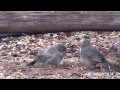 Canyon Towhees Foraging