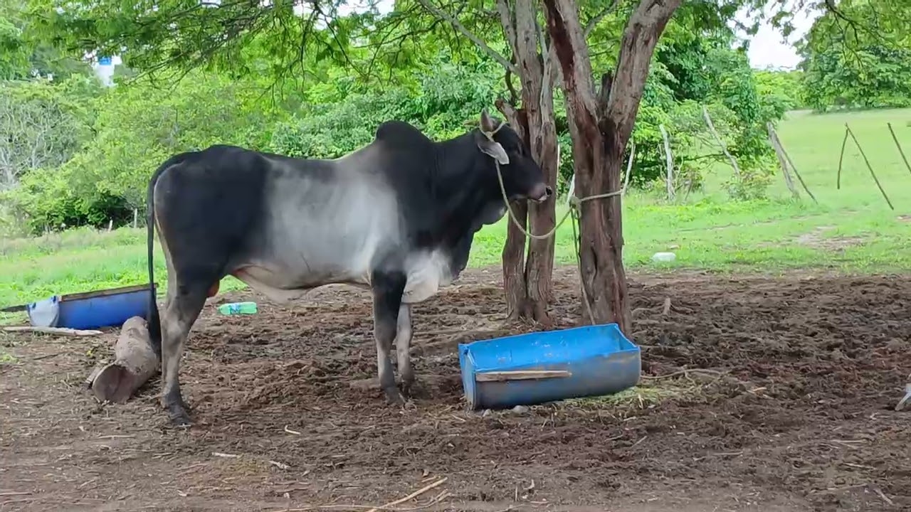 Fazendo mais um carregamento so garrote de primeira 