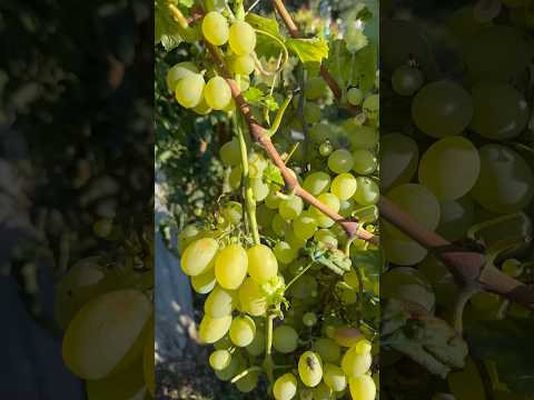 Video: Bazhena – nuostabių savybių vynuogės