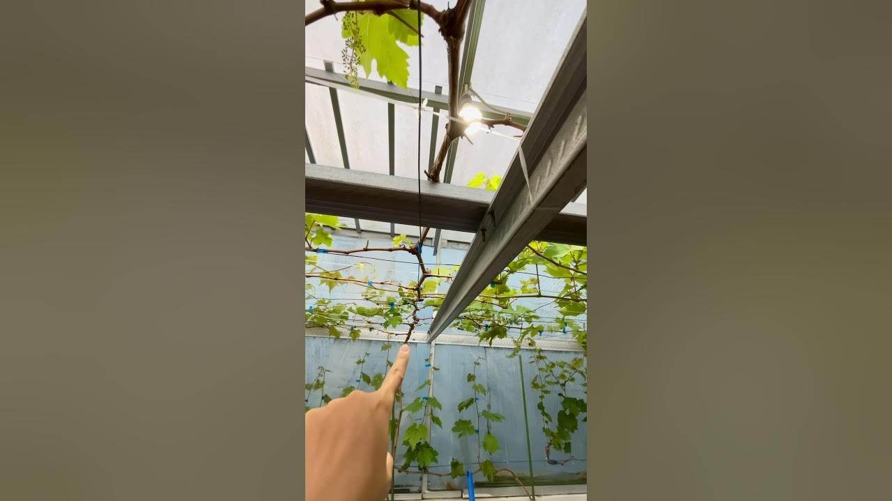 Sistem rambatan para-para model tulang ikan untuk tanaman anggur Sistem rambatan para-para model tulang ikan untuk tanaman anggur