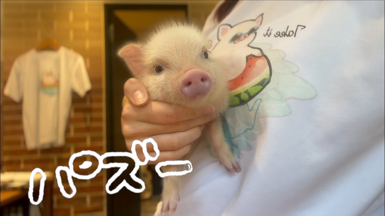 パズー - pignic cafe のマイクロブタ