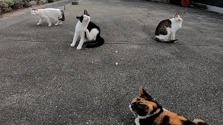 空地に三毛猫がいたので近づいて撫でようと思ったら他の野良猫が次々と集まってきた