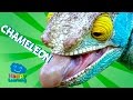 Videos for Children | Chameleon for Kids (Educational Video)