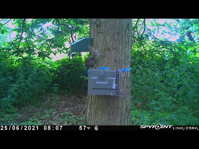 My A18 Squirrel trap catch rate has slowed, what can I do?