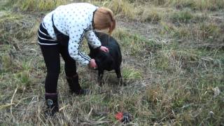 Воспитание лабрадора. Выгул собак. http://www.dogclass.ru/ Воспитание лабрадора. Выгул собак. http://www.dogclass.ru/