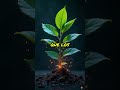 ¿Plantas que predicen terremotos? Descúbrelo aquí