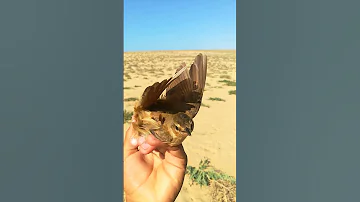 عصفور السويحليه 