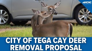 Tega Cay Could Hire Sharpshooters As Deer Control Method