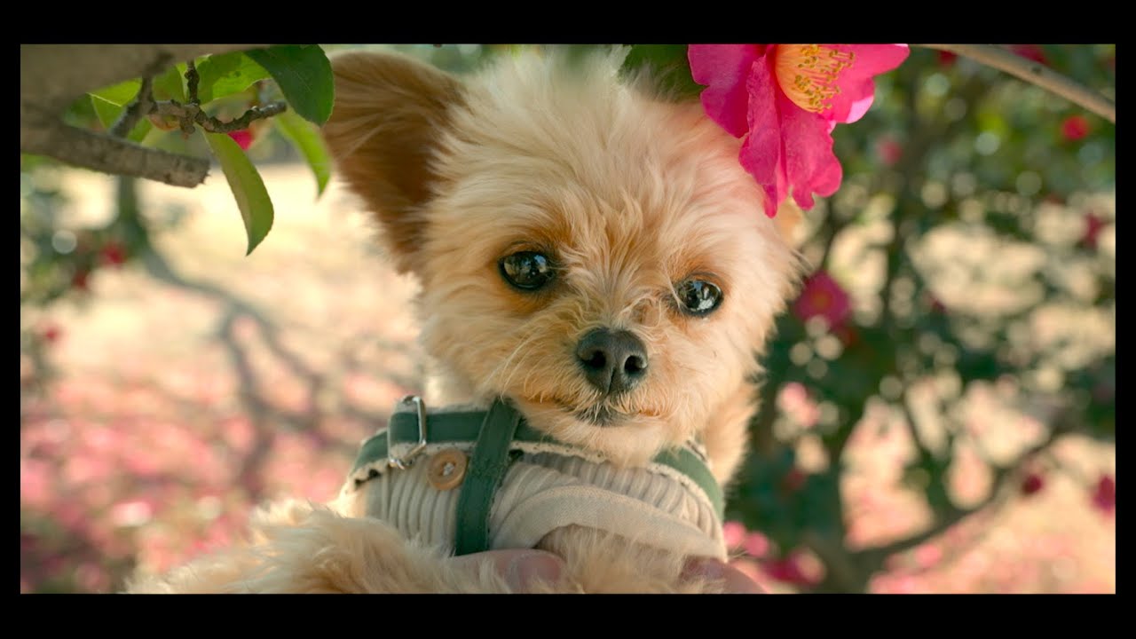 遊園地よりお花が好き ミックス犬 立ち耳チワプーあの Youtube