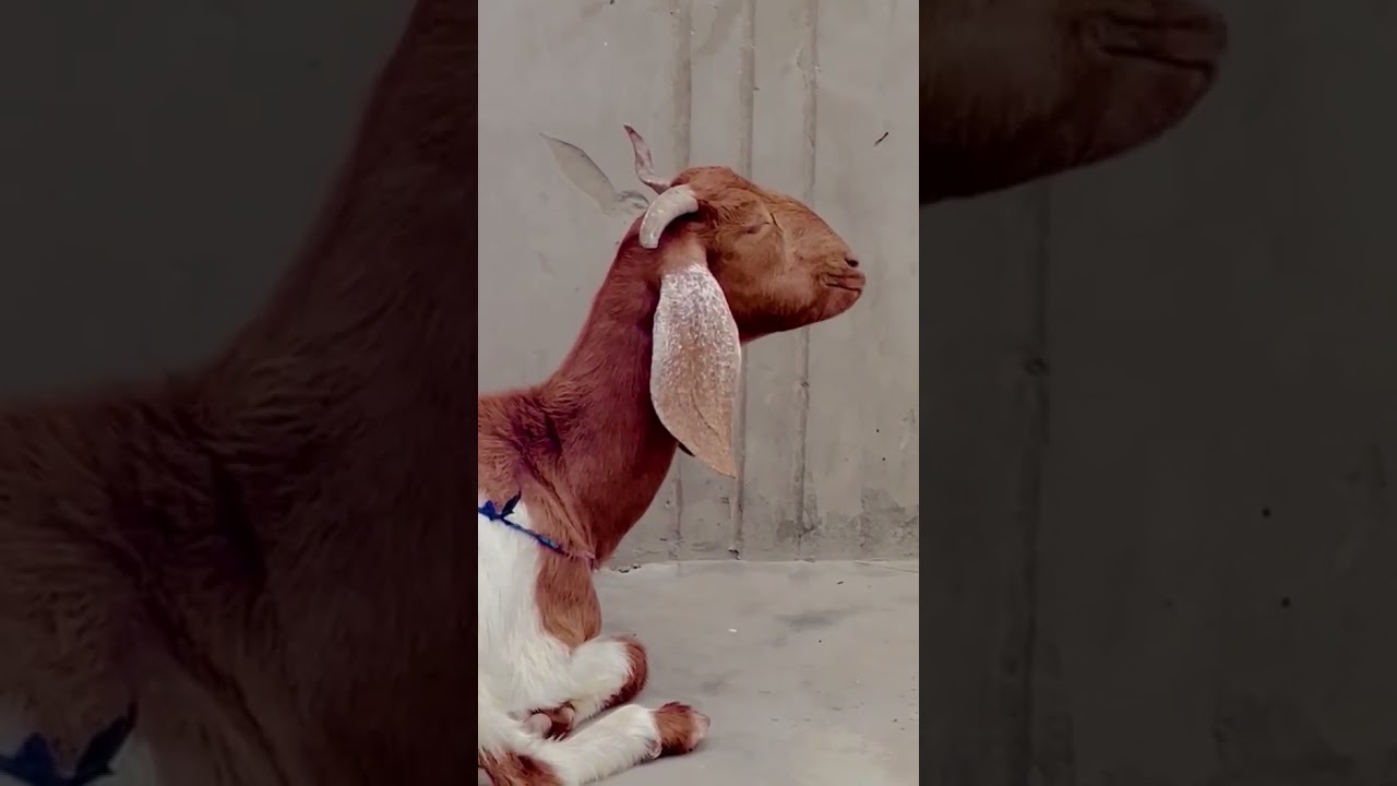 goats life in village 🐐🤗🤔