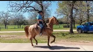 Caballo bailador en Rancho Yeguada 4G