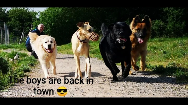 Born To Be Alive - Happy Dogs Remix