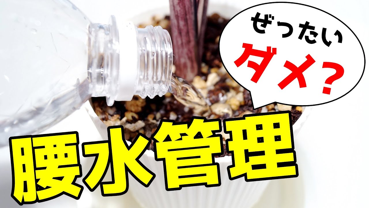 【根腐れするからダメ？】腰水管理のコツと気を付けたいポイント♪【観葉植物の育て方】
