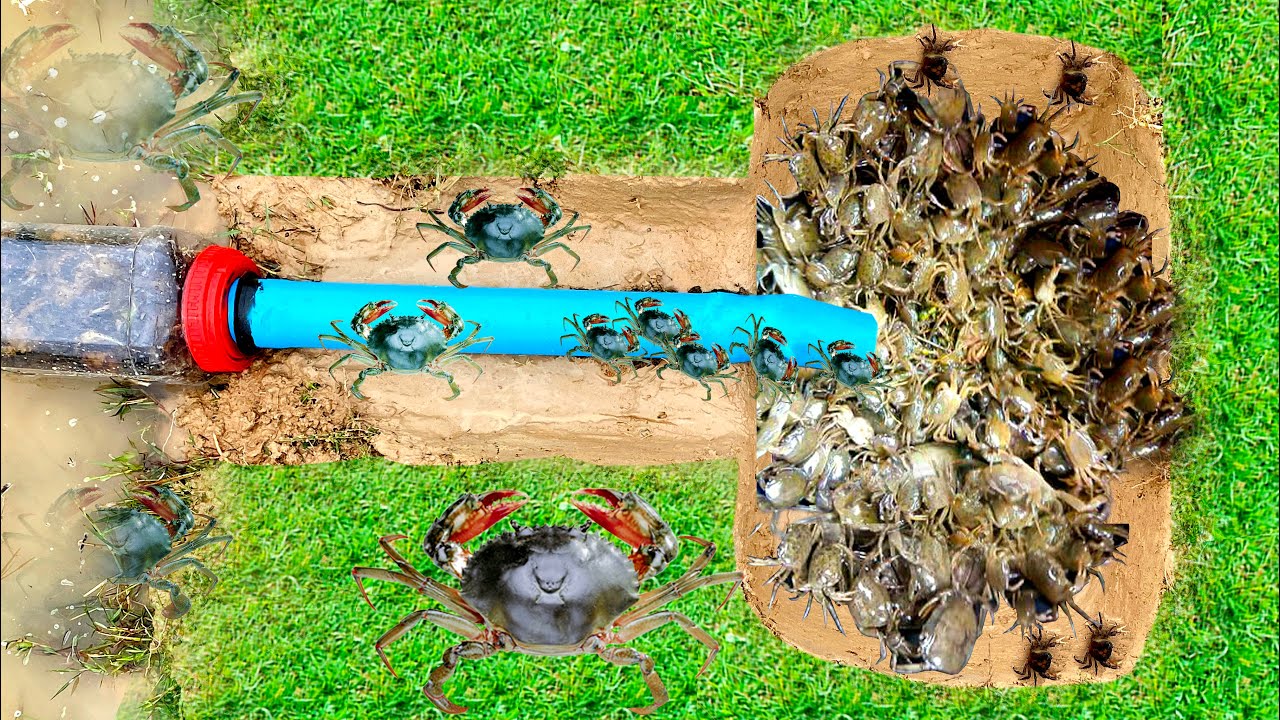 Amazing Crab Trap, Best Crab Trap Make From PVC Pipe & Plastic Bottle, Catch Crabs From Secret Hole