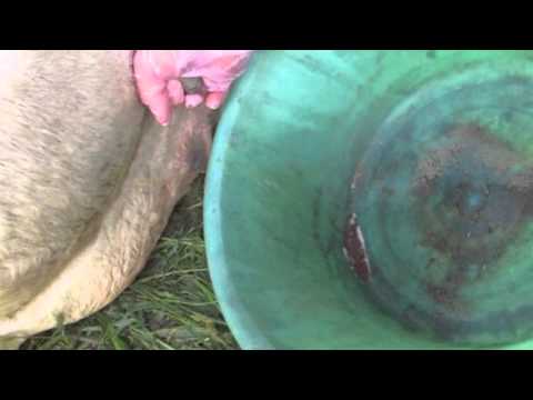 Video: Come Curare Una Mucca Dalla Mastite