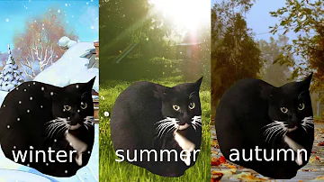 Maxwell the cat, but at different times of the year