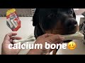 Bruzzo ki calcium bone aa gayrottweiler dogrottweiler the bruzzorottweilerdogviral