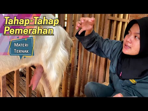 Cara Memerah Susu Kambing Yang Benar | KERABAT TERNAK