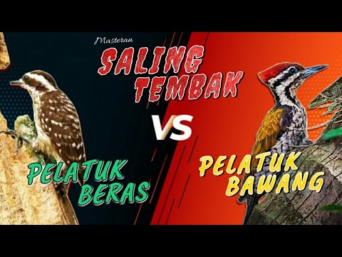 Duet Materi panjang panjag | jinjing petulak \u0026 pelatuk beras
