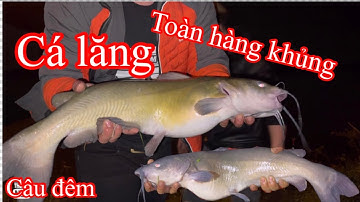 Câu cá lăng đêm và mồi câu nào hiệu quả nhất ? || Recreational Fishing.  All big fish.