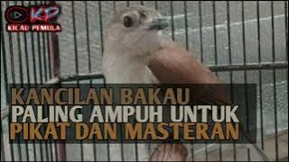 SUARA PIKAT DAN MASTERAN‼️Suara Burung Kancilan Bakau , diputar dua menit dijamin langsung nyaut
