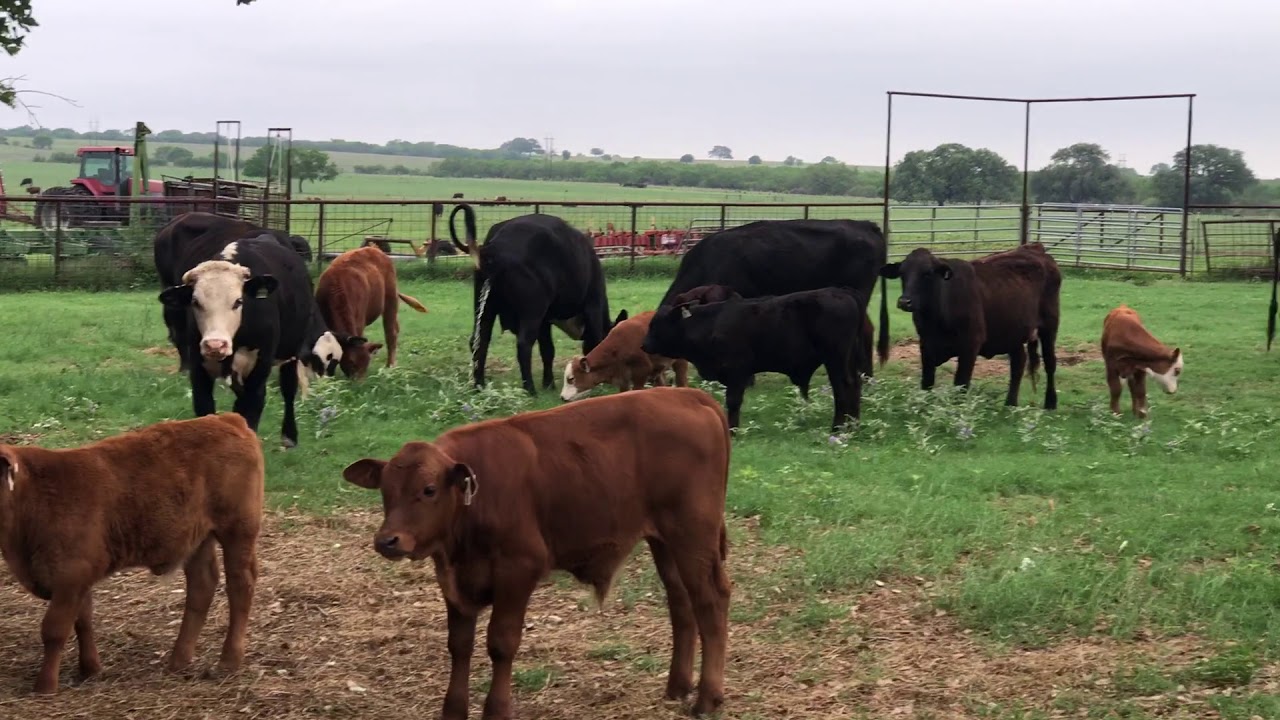 Cattle Range Listing# 004C388-201 - YouTube