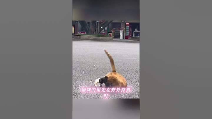 猫咪明明有4条腿，为啥走路只留2个脚印👣 #猫咪的迷惑行为