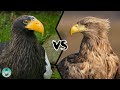 STELLER'S SEA EAGLE VS WHITE-TAILED EAGLE - Who would win a fight?