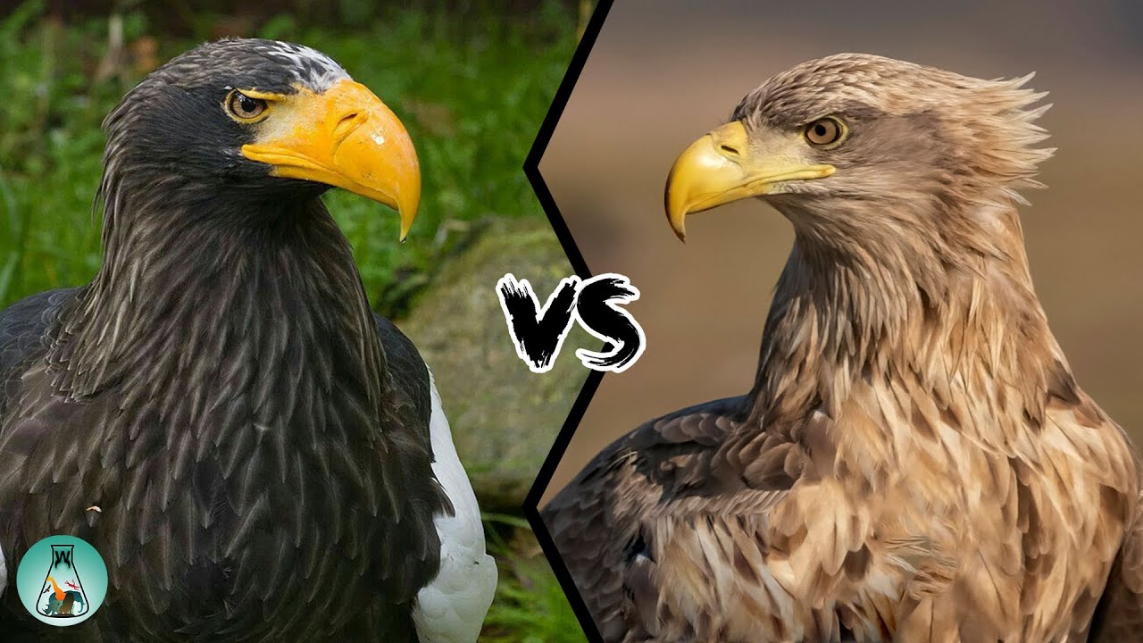 STELLER'S SEA EAGLE VS WHITE-TAILED EAGLE - Who would win a fight? 