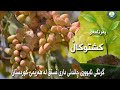 گرنگی ئابووری چاندنی داری فستق لە کوردستان 