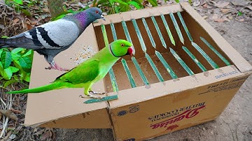 Crafting Amazing Make Bird Trap Using Bamboo & Paper box#diytrap #funny #diy #p