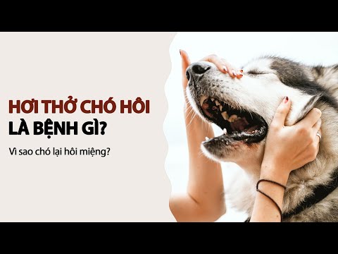 Video: Hơi thở chó hôi thối? 7 nguyên nhân phổ biến của chứng hôi miệng