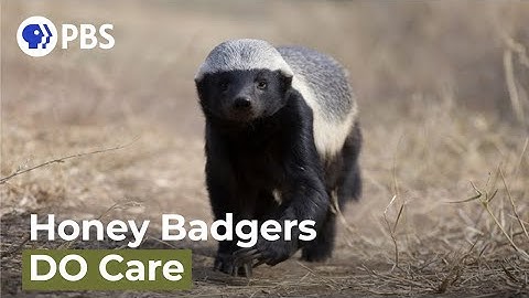 Are Honey Badgers One Of the World