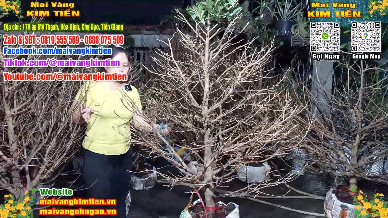 Phôi Mai Thủ Đức Giá Rẻ Bao Ship Bao Sống Toàn Quốc - Mai Vàng Kim Tiền Chợ Gạo