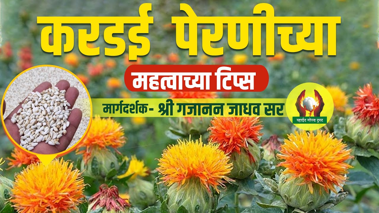 करडई  पेरणीच्या महत्त्वाच्या टिप्स । श्री गजानन जाधव सर #शेती #shetimahiti #करडई #पेरणी #रब्बी