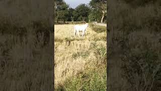 Cow (Baka) #province #batangas #buhayprobinsya #animals #plants
